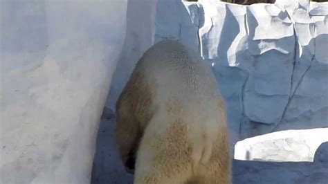 polar porno